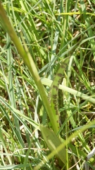 Dactylorhiza maculata