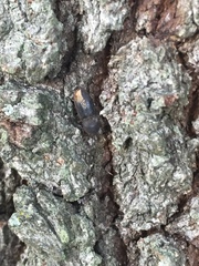 Agrypnus rectangularis