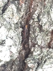 Agrypnus rectangularis