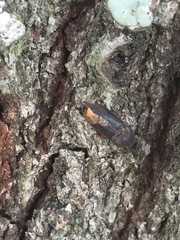Agrypnus rectangularis