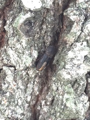 Agrypnus rectangularis