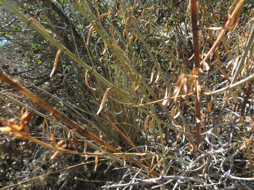 Image of Keckiella ternata by no rights reserved