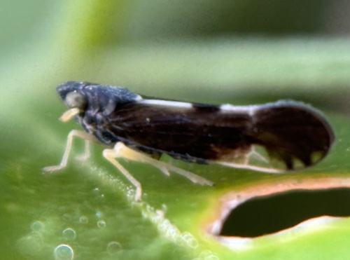 Sardia rostrata, 2024-11-06