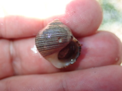 Littorina littorea