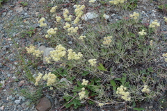 Eriogonum heracleoides