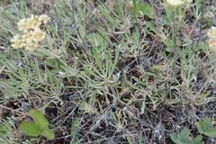 Eriogonum heracleoides