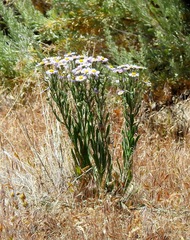 Erigeron pumilus