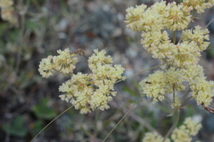 Eriogonum heracleoides