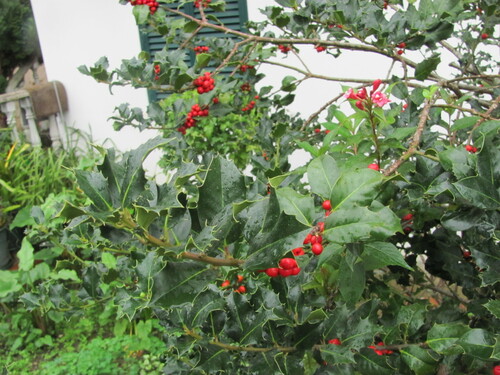 English Holly