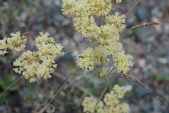 Eriogonum heracleoides