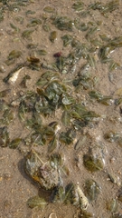 Halophila ovalis