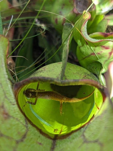 Eastern Newt, Notophthalmus viridescens