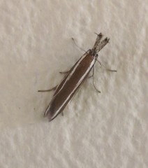 Pleurota aristella