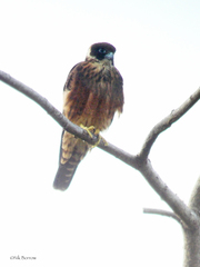 Falco severus