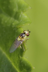 Thaumatomyia notata