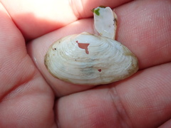 Mya arenaria