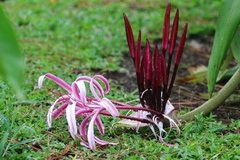 Crinum × amabile