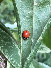 Harmonia axyridis