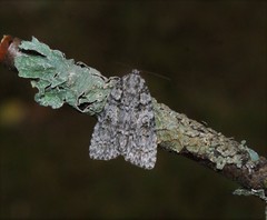 Acronicta tristis
