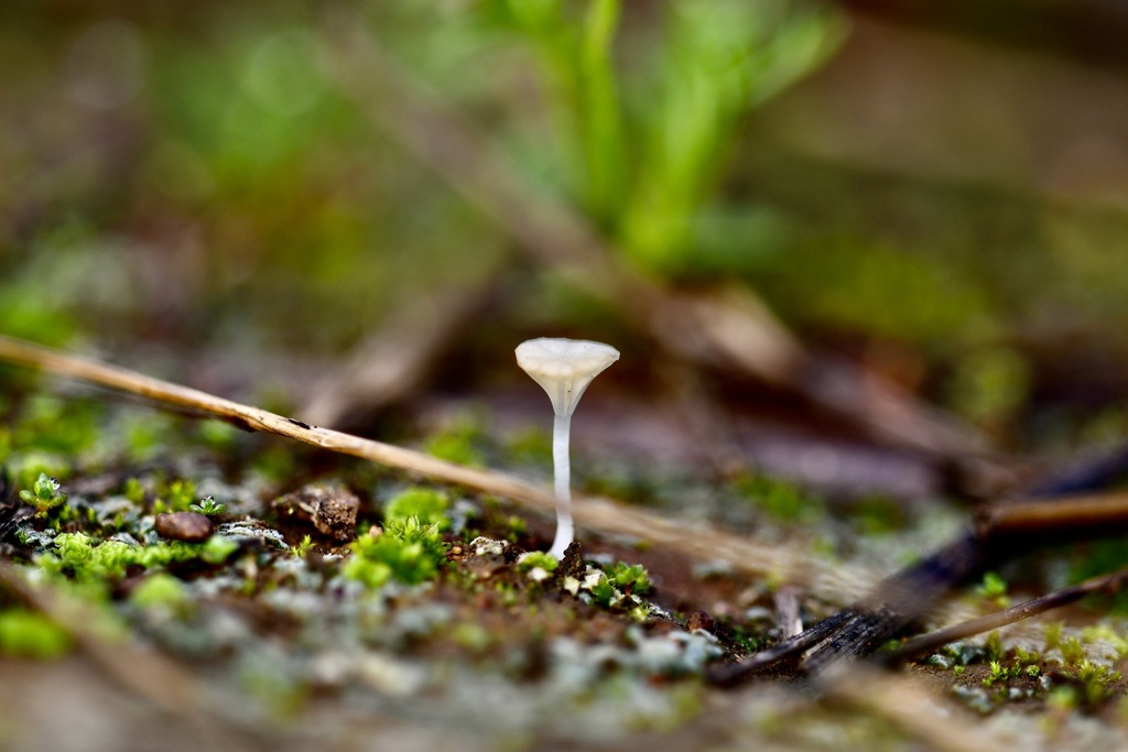 Clitopilus albominutellus