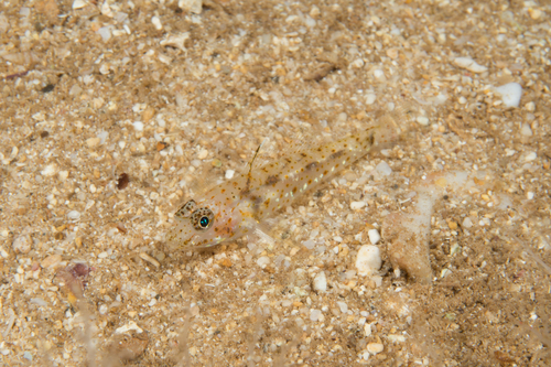 Barenape goby (Fusigobius duospilus) — Gobiidae
