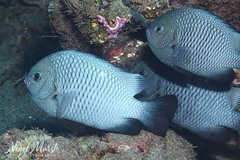 Threespot Dascyllus photo 3