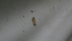 Aphelia alleniana