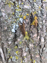 Macrostemum zebratum