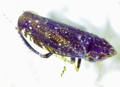 Scaphytopius frontalis