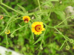 Helenium elegans