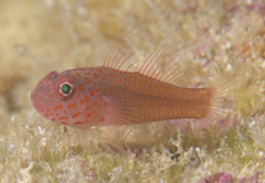 Large-Eye Pygmygoby photo 4