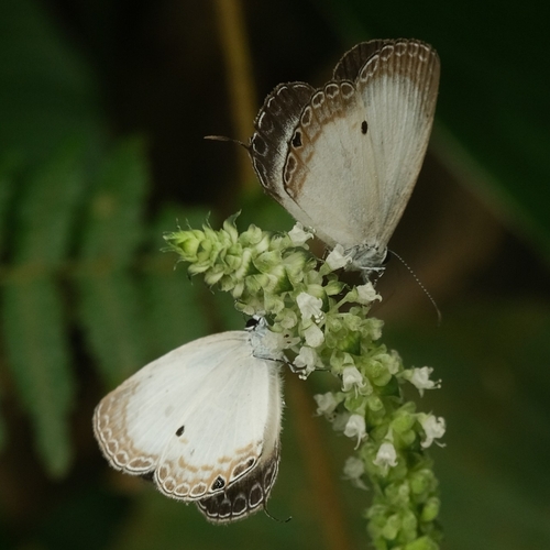 Liberian Ginger White