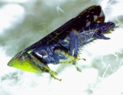 Scaphytopius frontalis