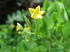 Oxalis stricta