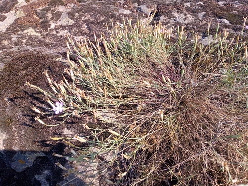 Dianthus hypanicus