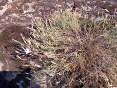 Dianthus hypanicus
