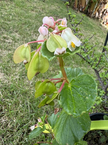 Begonia cucullata observed 2024-10-29