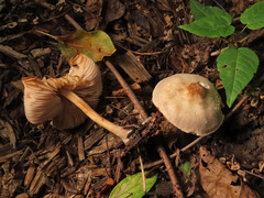 Pluteus plautus