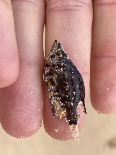 Enoplosus armatus