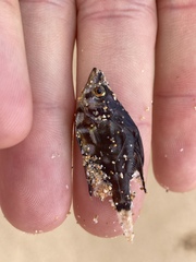 Enoplosus armatus