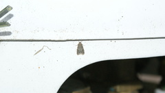 Scoparia penumbralis