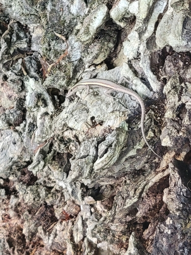 Yule Island Snake-eyed Skink, Cryptoblepharus yulensis