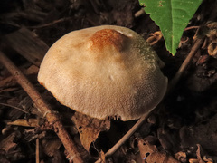 Pluteus plautus