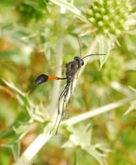 Ammophila sabulosa