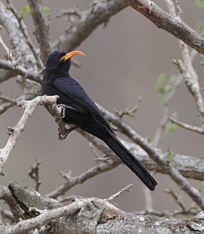 Abyssinian Scimitarbill (Rhinopomastus minor), photo 5