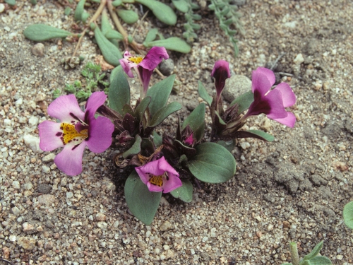 Diplacus ovatus (Diplacus ovatus)