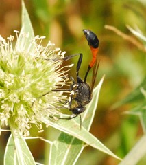 Ammophila sabulosa