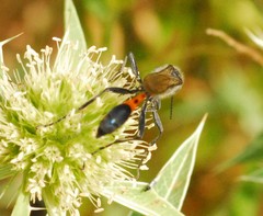 Ammophila sabulosa