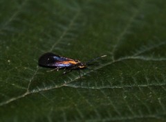 Mathildana newmanella