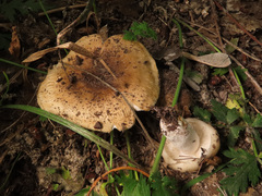 Russula insignis